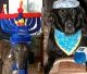 Keeping Your Pets Safe This Hanukkah